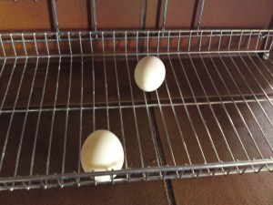 >vill inte, kan inte, törs inte, vill!!!