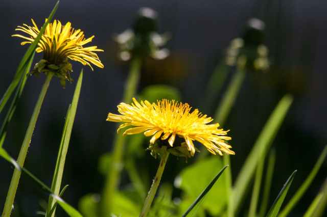 flowers summer yellow plant