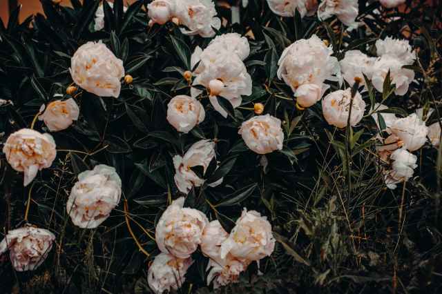 photo of white flowers