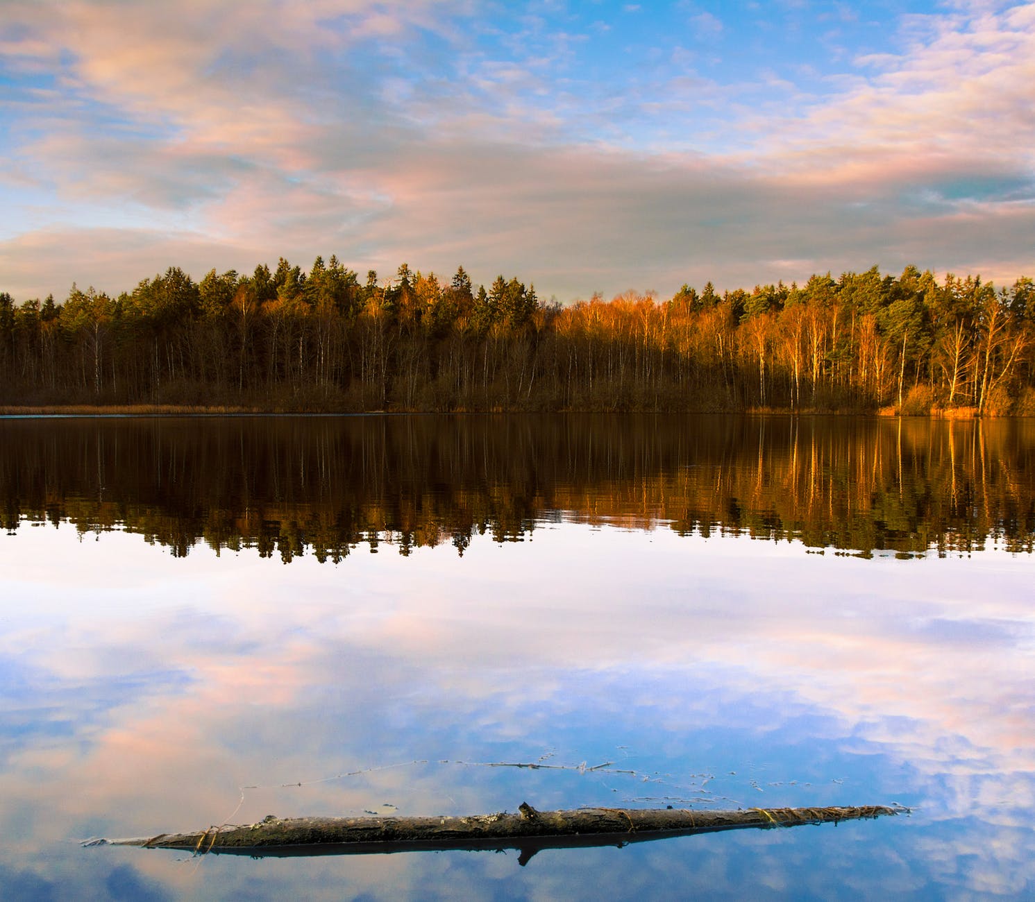 calm body of water near brown grass plant