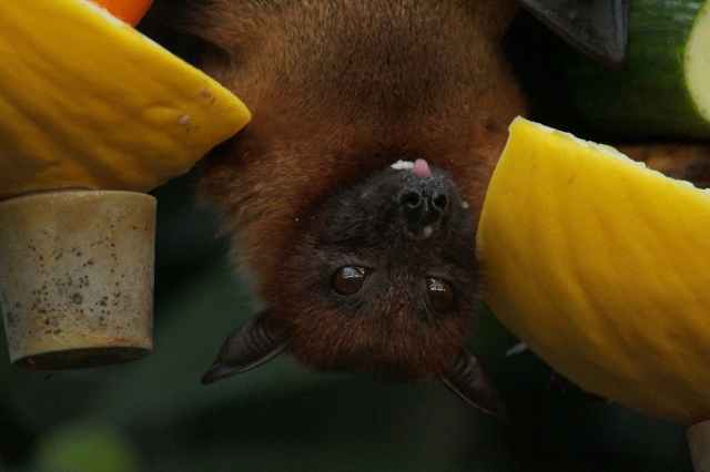 close up photo of bat