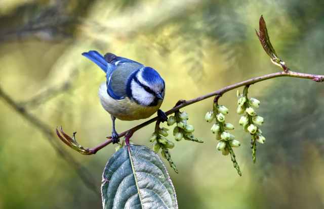 close up photo of blue bird perched on branch