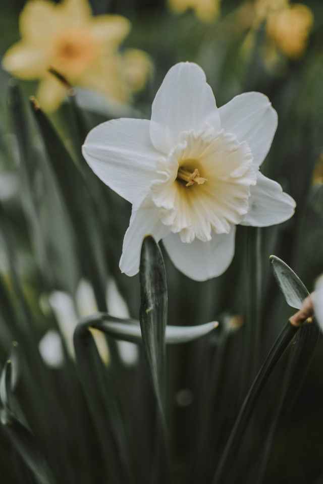 white petaled flowers