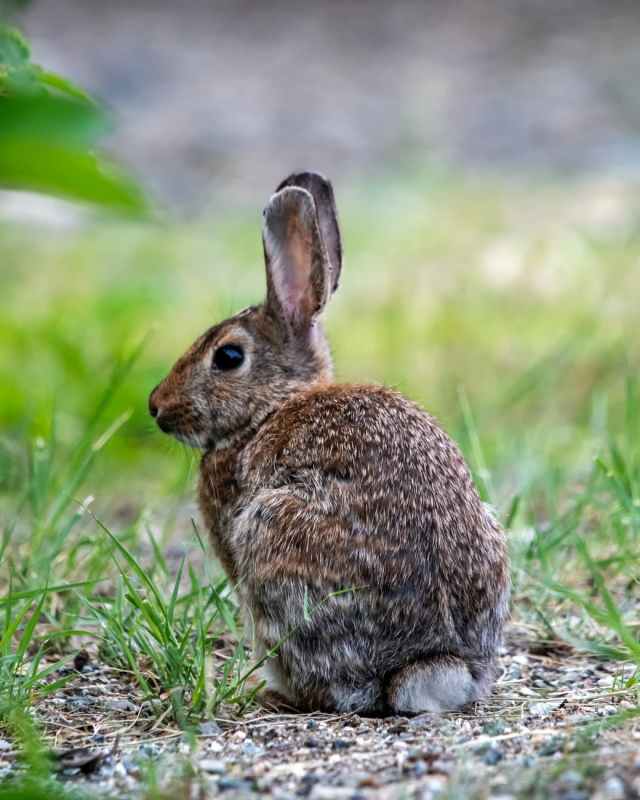 brown rabbit