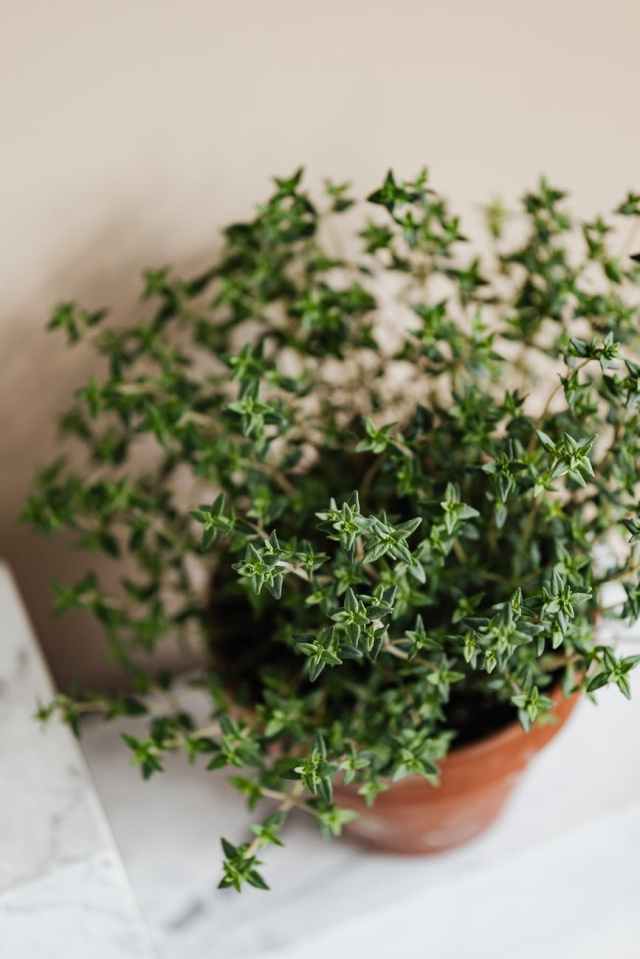 fresh thyme in ceramic pot on shelf