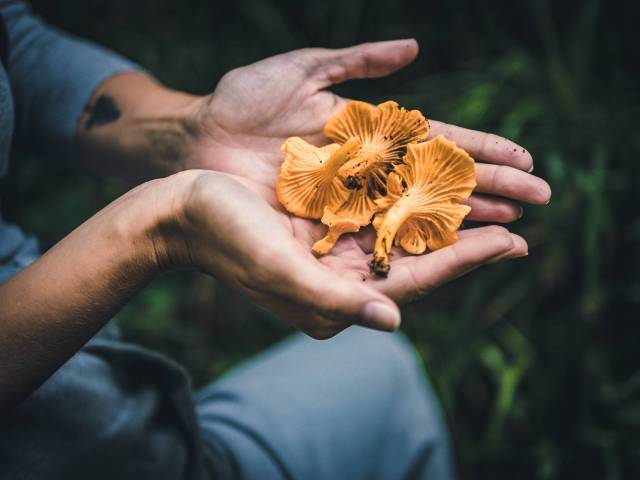 close up photo of mushrooms
