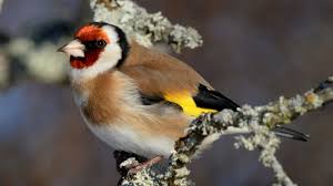 Steglits (Carduelis Carduelis) - P2-fågeln | Sveriges Radio